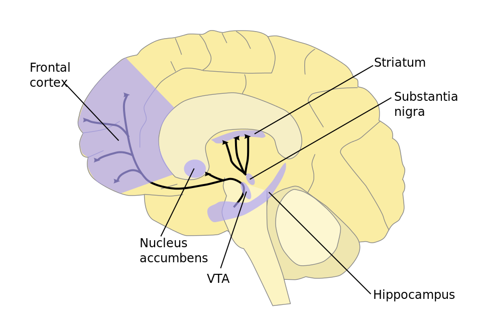 VTA and prefrontal cortex