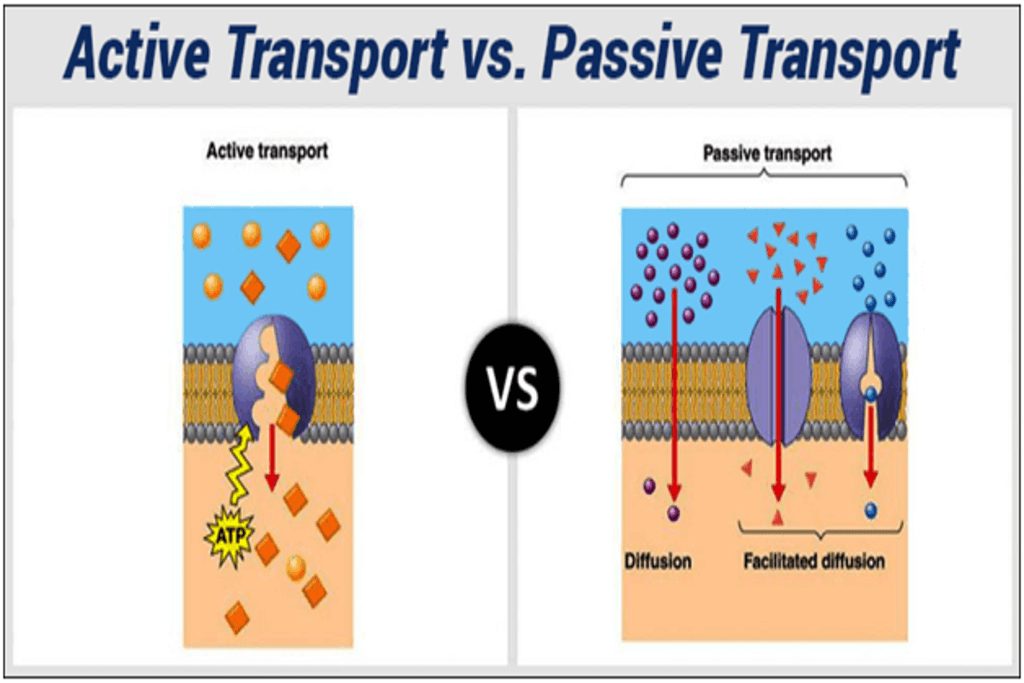 Difference between Active transport and Passive transport