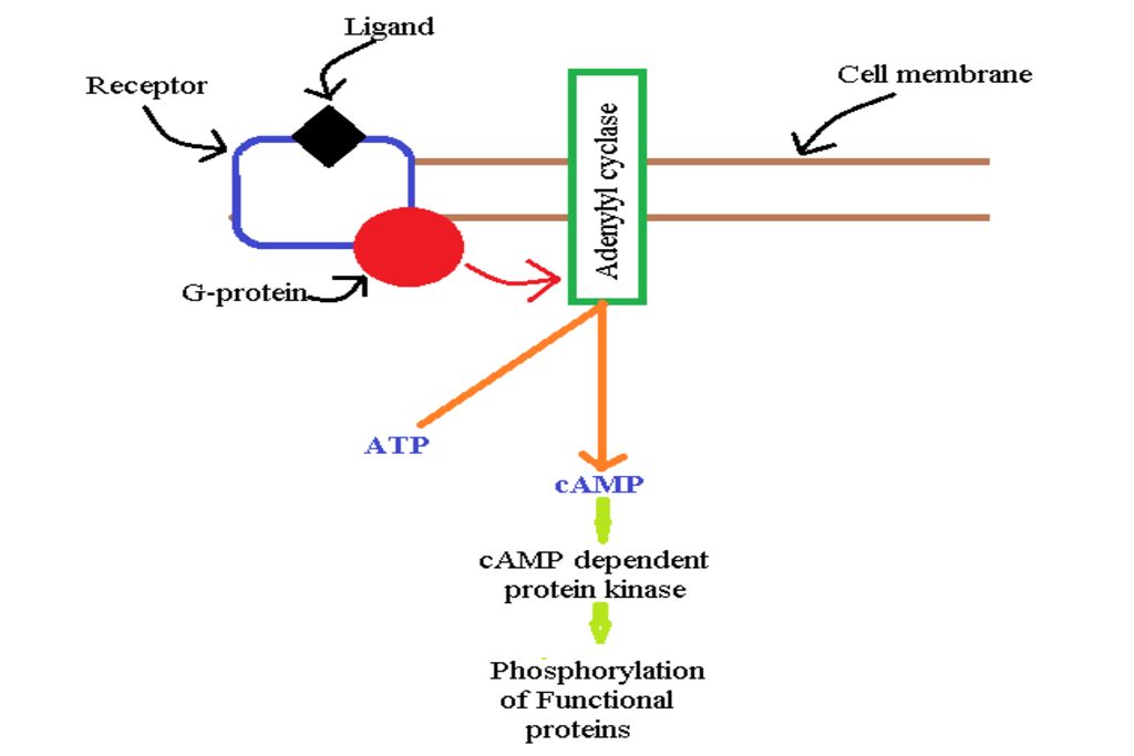 Adenylase cyclase cAMP System
