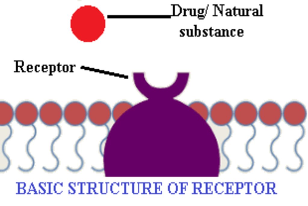 Basic structure of receptors