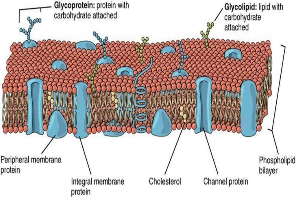 Biological membrane: a key factor in Pharmacokinetics