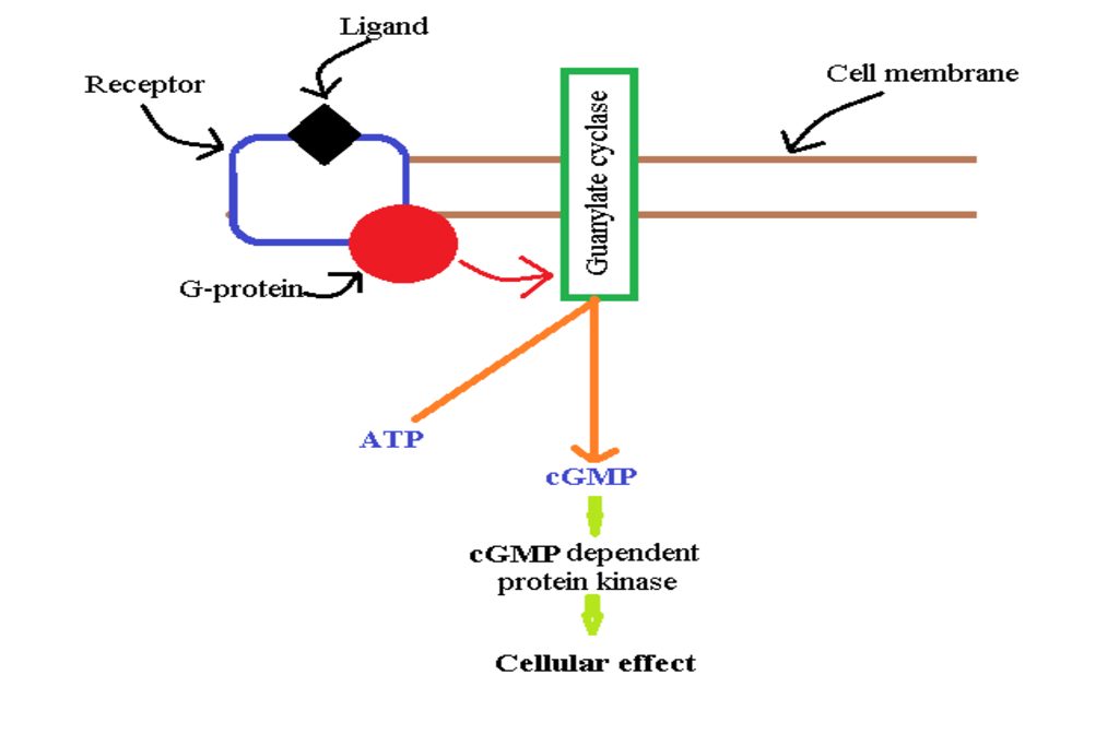 Cyclic GMP system