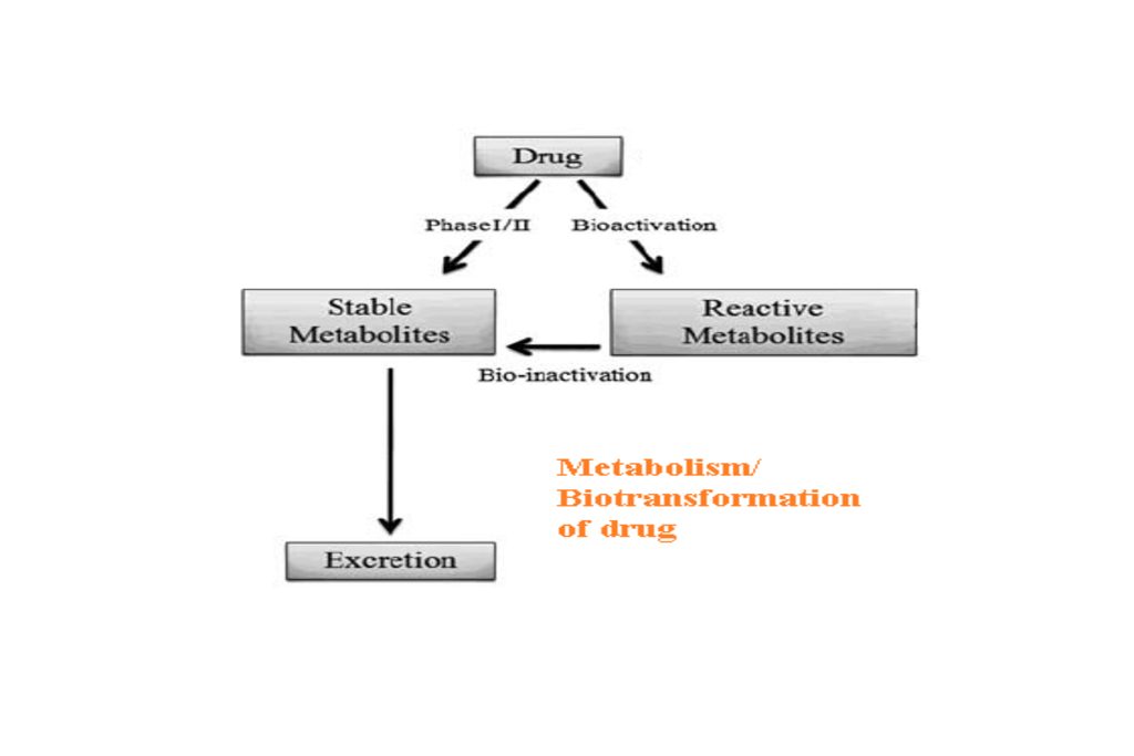 Drug metabolism