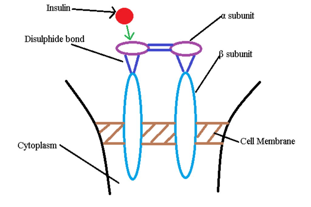 Enzymatic receptor Tyrosinekinase
(A Type of receptors)