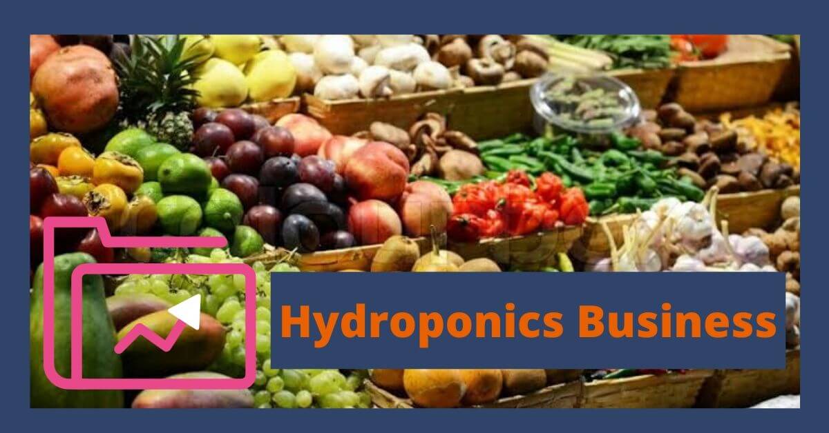 4 Steps to start Hydroponics as Business