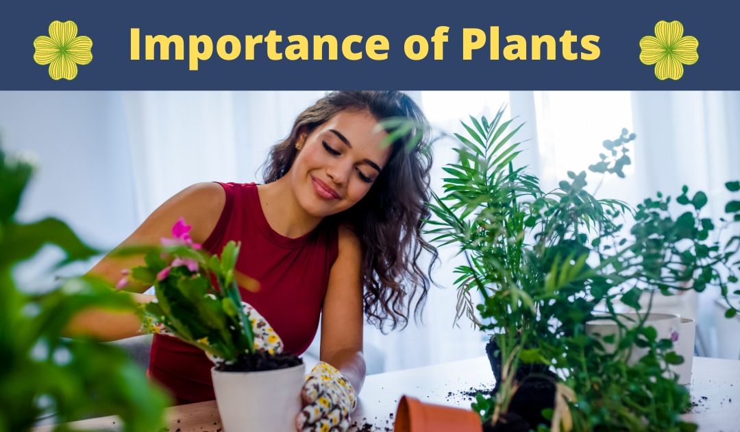 importance of plant in humna life