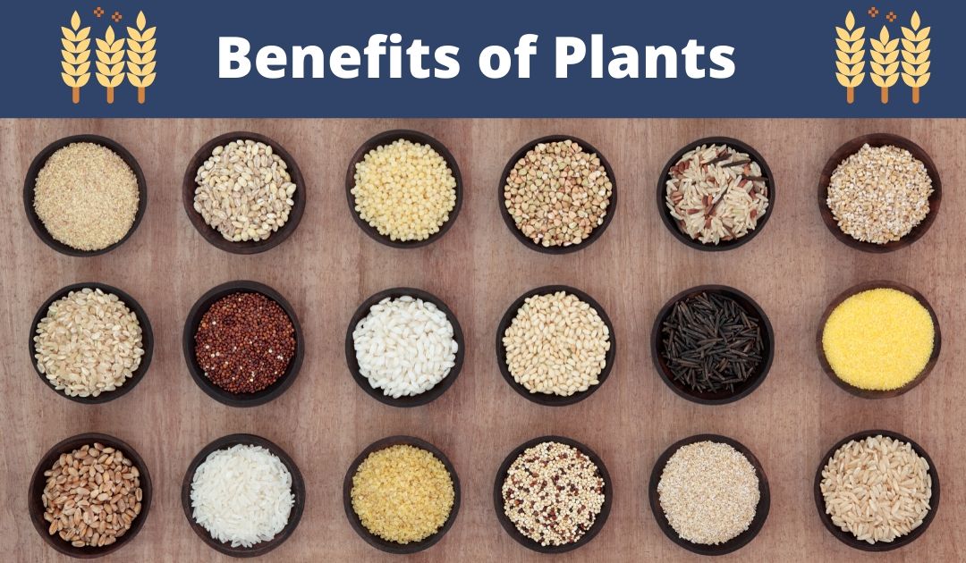 Benefits of Plants