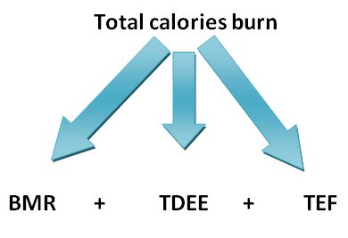 metabolic equivalent (total calories burn) = BMR + TDEE + TEF