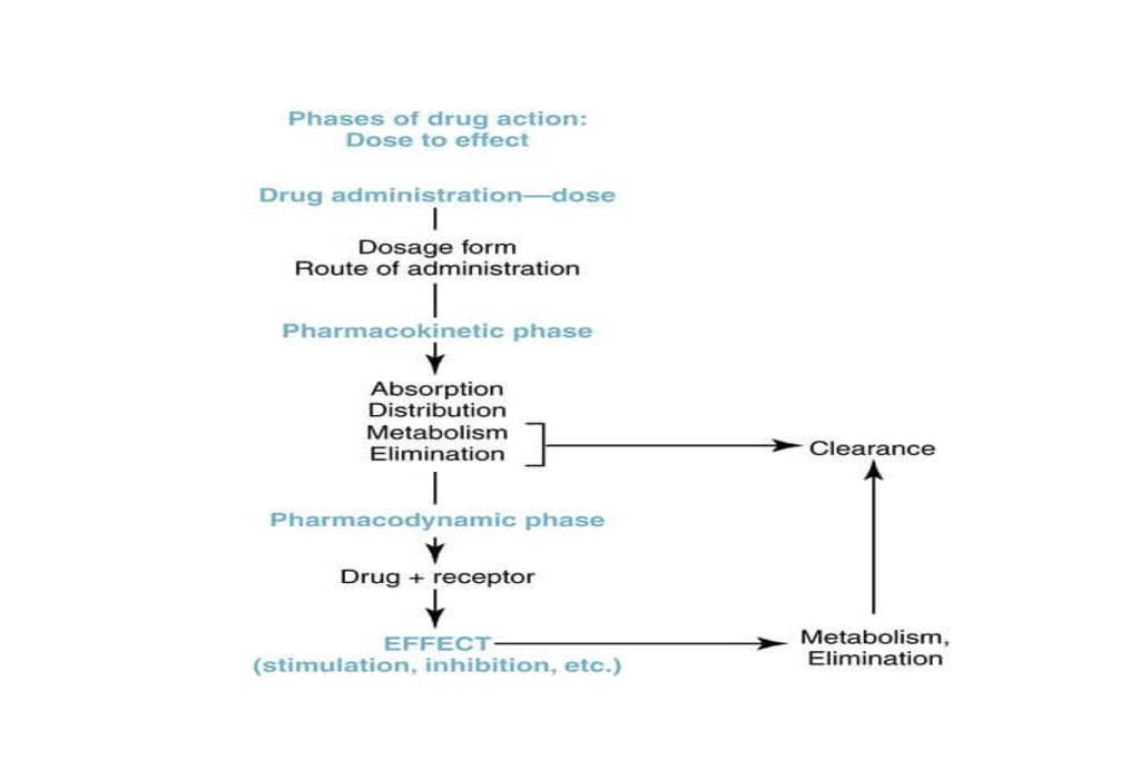 Phases of drug action, Pharmacodynamics
