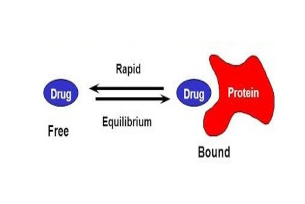 Plasma protein binding