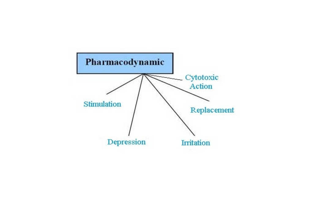 Principles of drug action, Pharmacodynamics