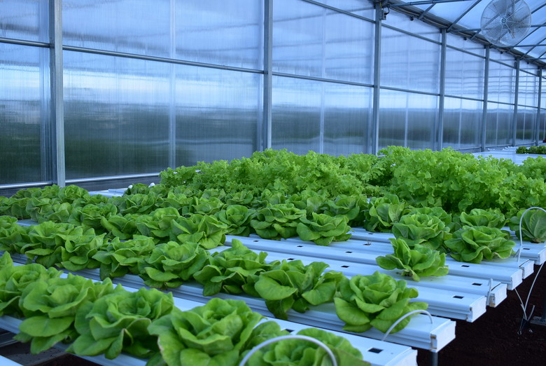 NFT hydroponics system