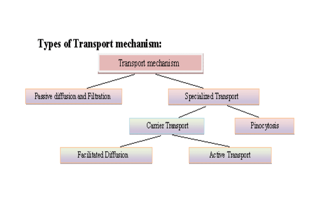 Types of drug transport mechanism, Pharmacokinetics depends upon drug transported into the cell or systemic circulation.