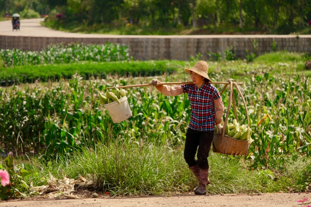 A worker working in the farm