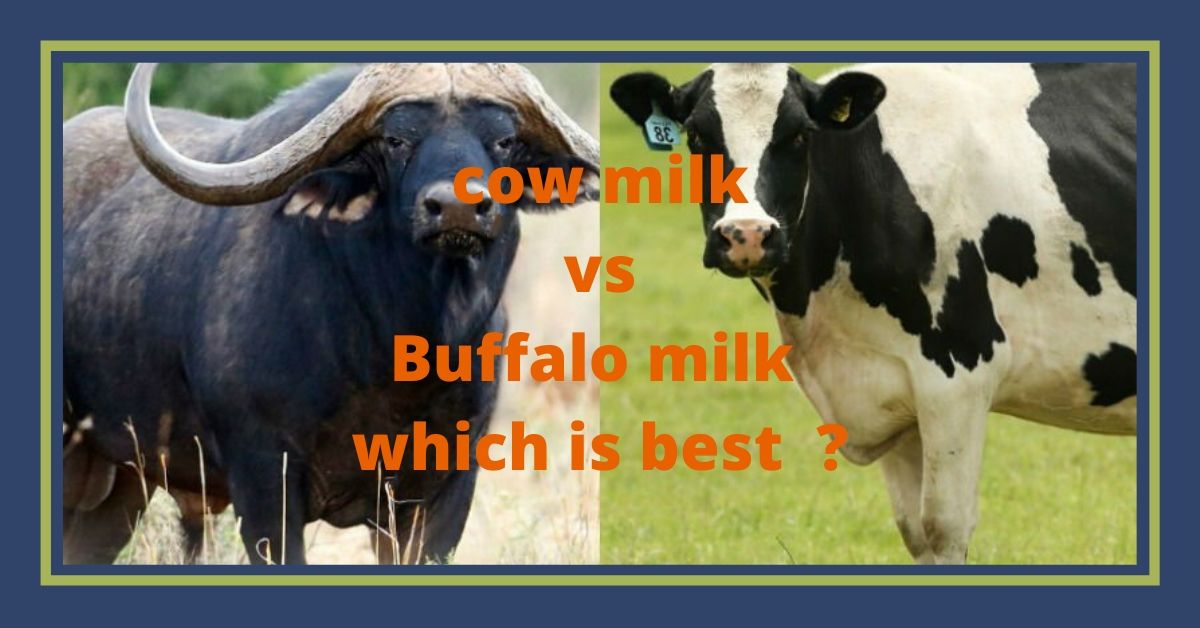 cow milk vs buffalo milk