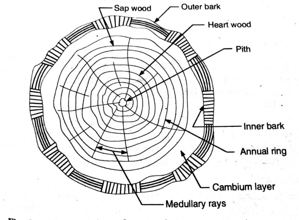 cross section of timber