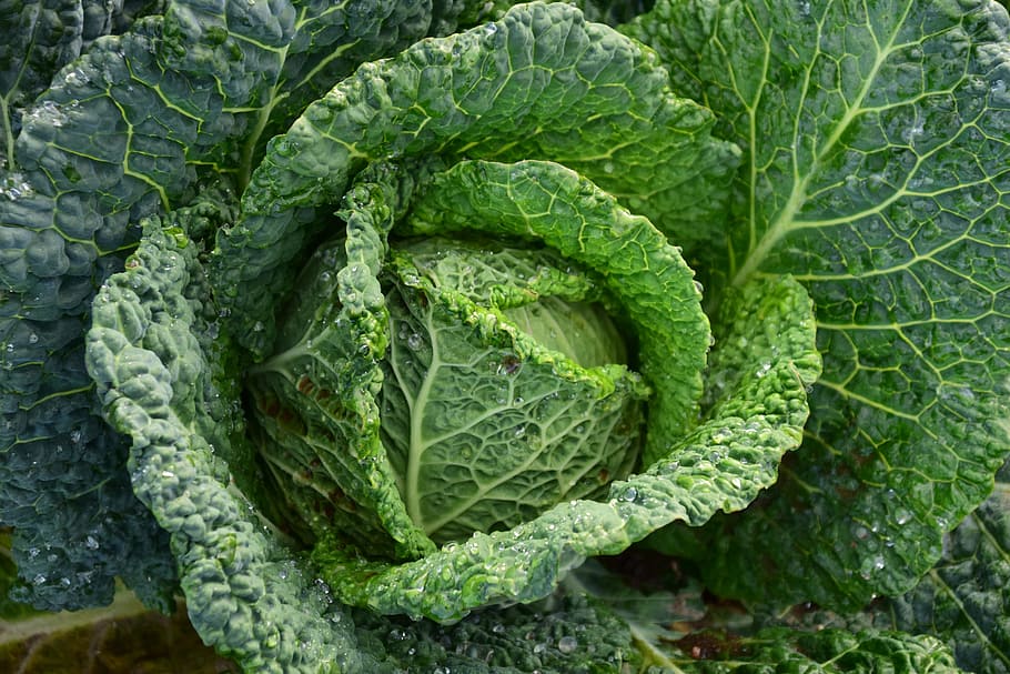 green vegetable 