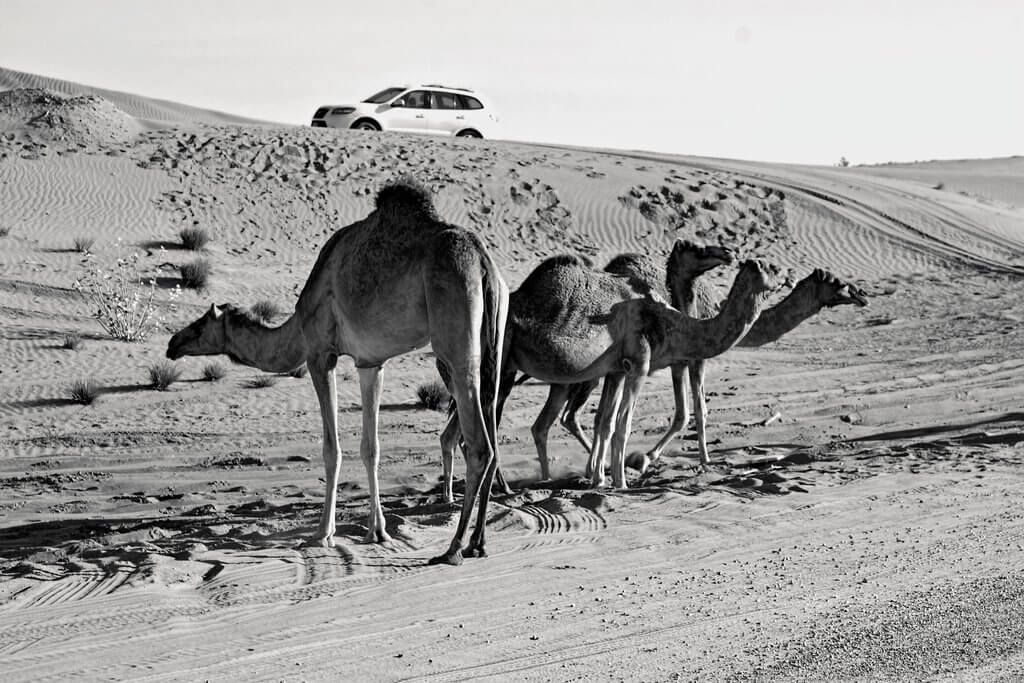 an ancient mode of transport- by camel in dubai 