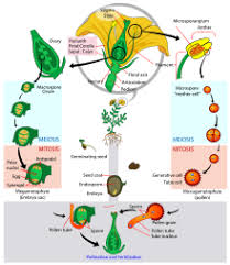 life cycle of plants