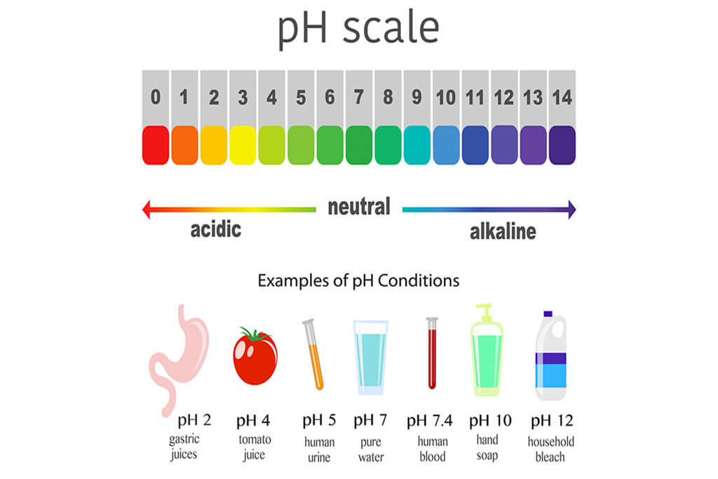 pH scale showing pH value of different things. 