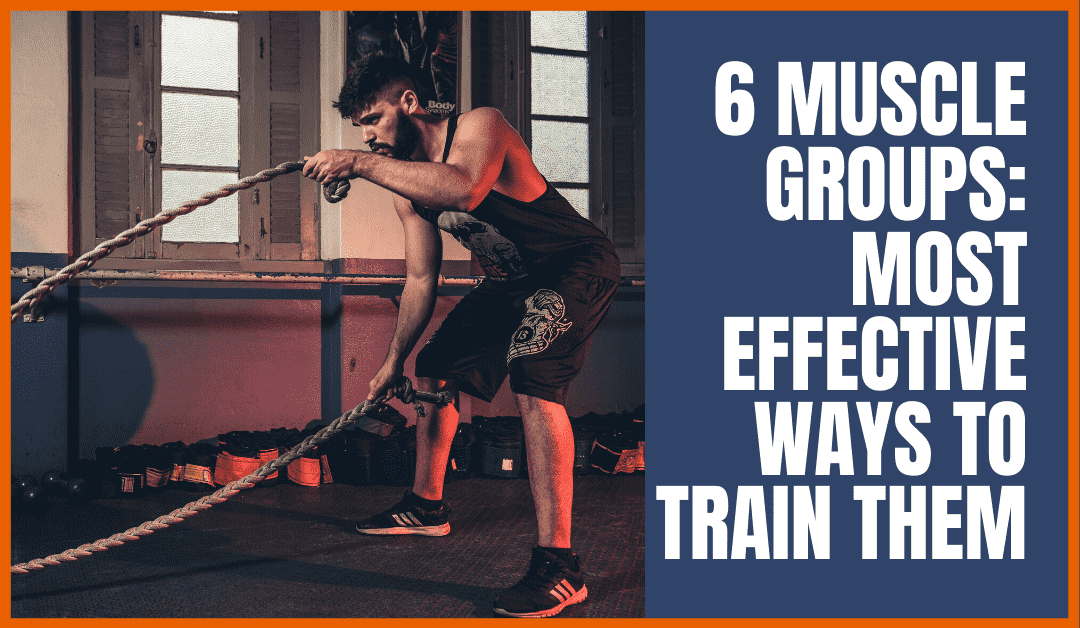A blog on the 6 major skeletal muscle groups and the most effective ways to train them