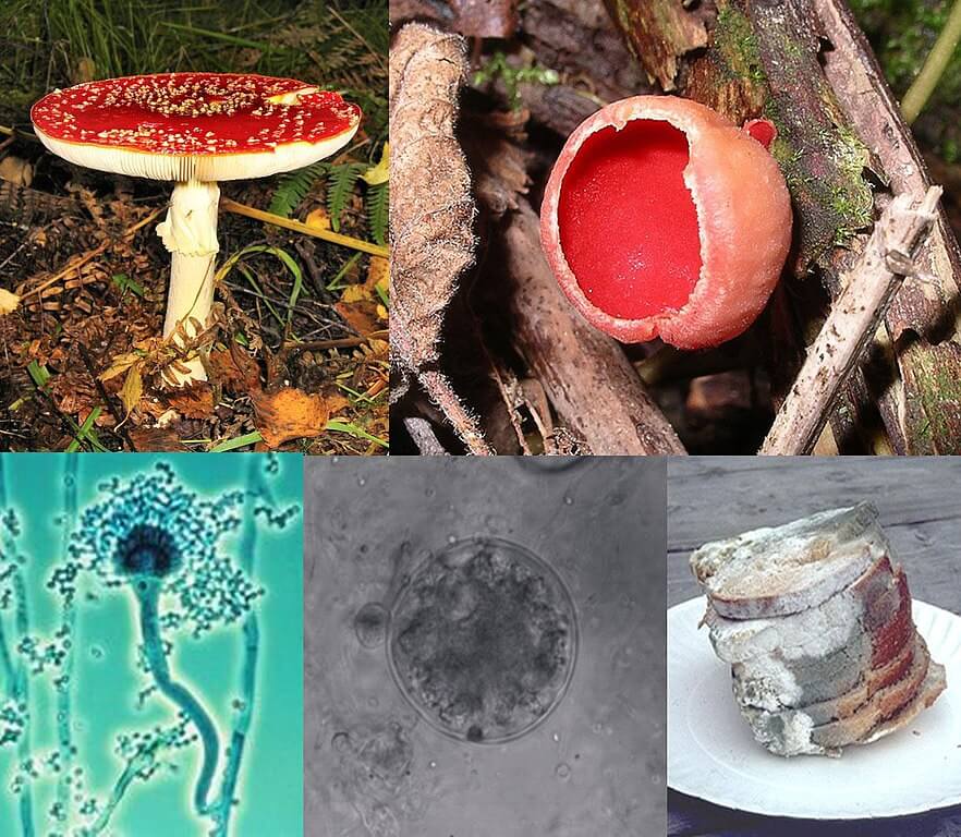 Fungi hydroponics system