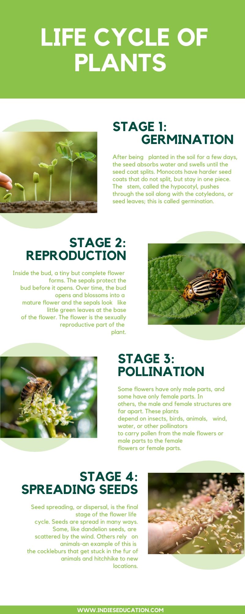 infografics of life of plants