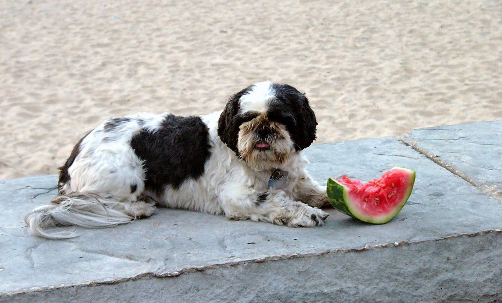 Can dog chew Watermelon without seeds. The answer is in this blog