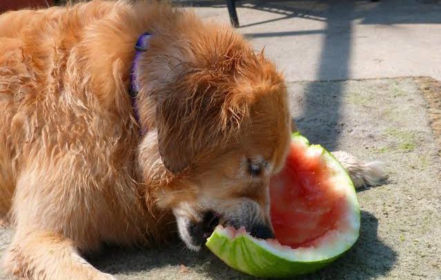 Eat Watermelon and a dog eated full Watermelon brown colour 
