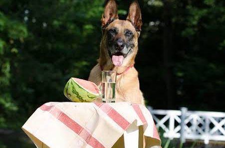 German shepherd sit with Watermelon and water near him. But can dog eat it.