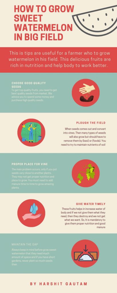 Infographics for grow watermelon