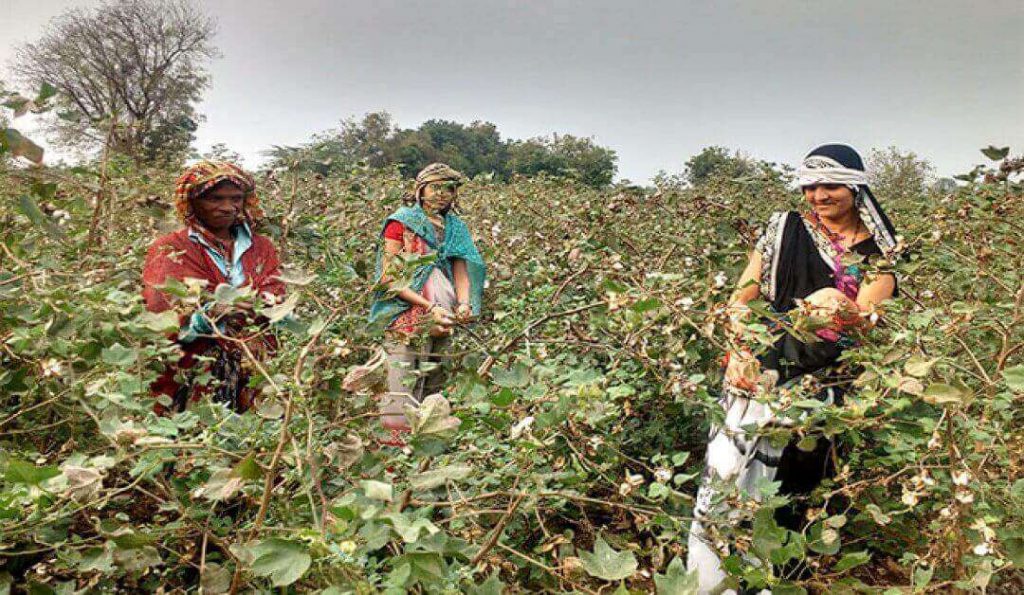 cotton-collection-by-farmers